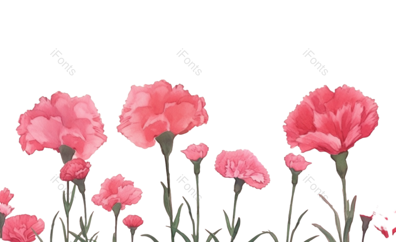 鲜花图片,花朵插画元素,植物PNG,免抠素材